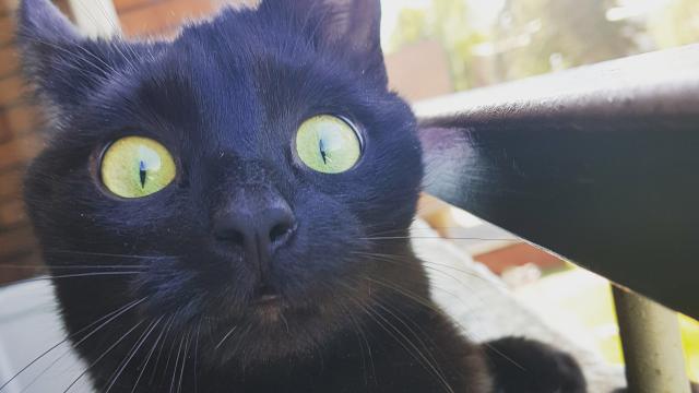 Este gato sale por primera vez al exterior y sus caras son un poema