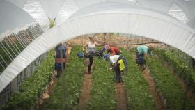 En 2018, 17.000 mujeres han llegado desde Marruecos hasta los campos de Huelva para la recolección de las frutas. Todas han sido contratadas en origen. Se trata de una cifra que duplica a la del año anterior.