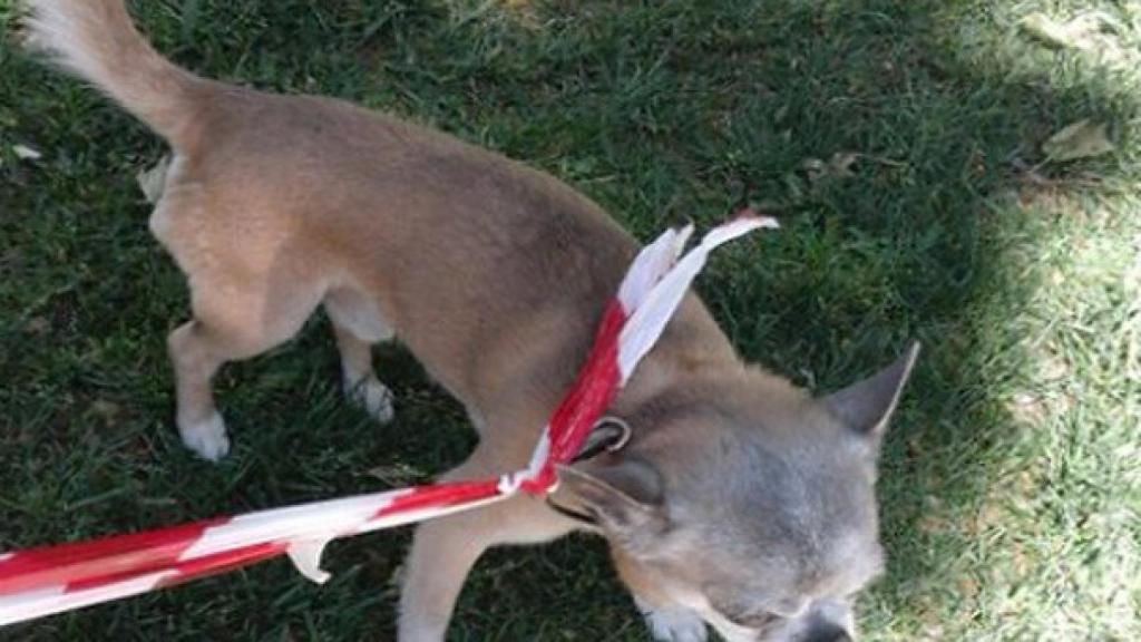 Valladolid-perro-extraviado-policia