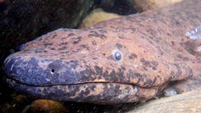 Salamandra gigante.