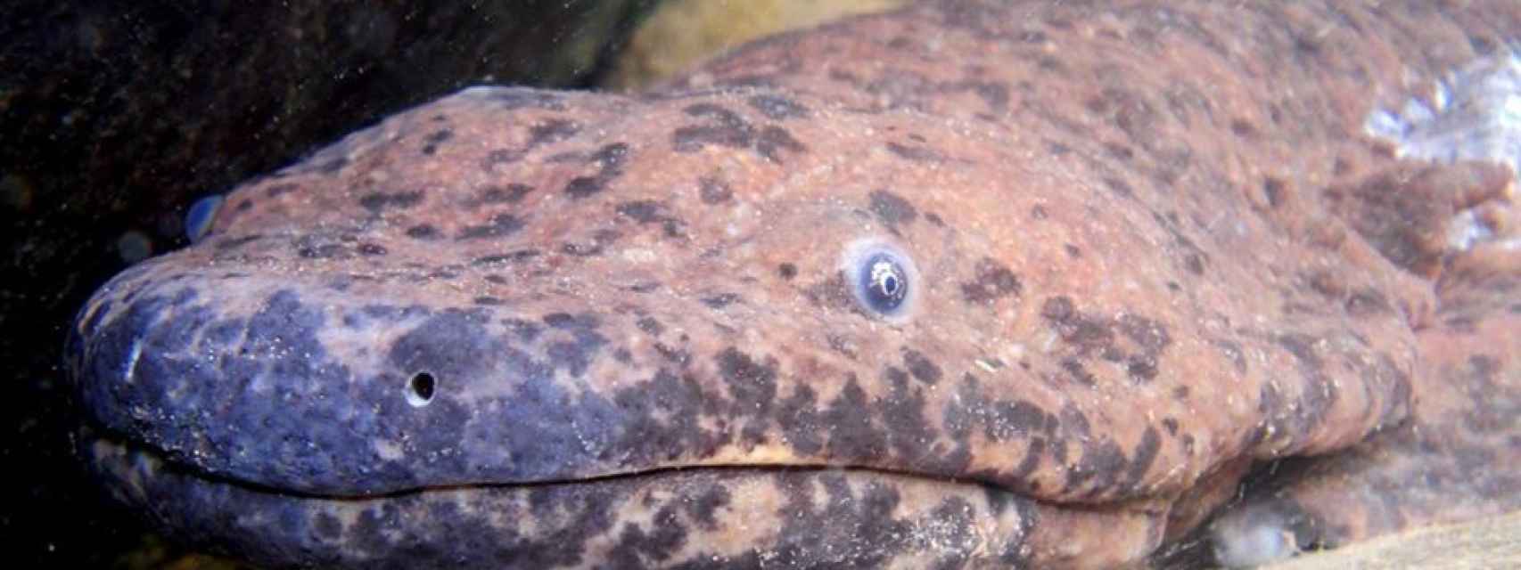 salamandra gigante planeta tierra