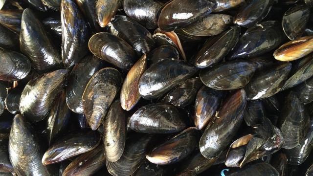 Estos mejillones han dado positivo en opiáceos