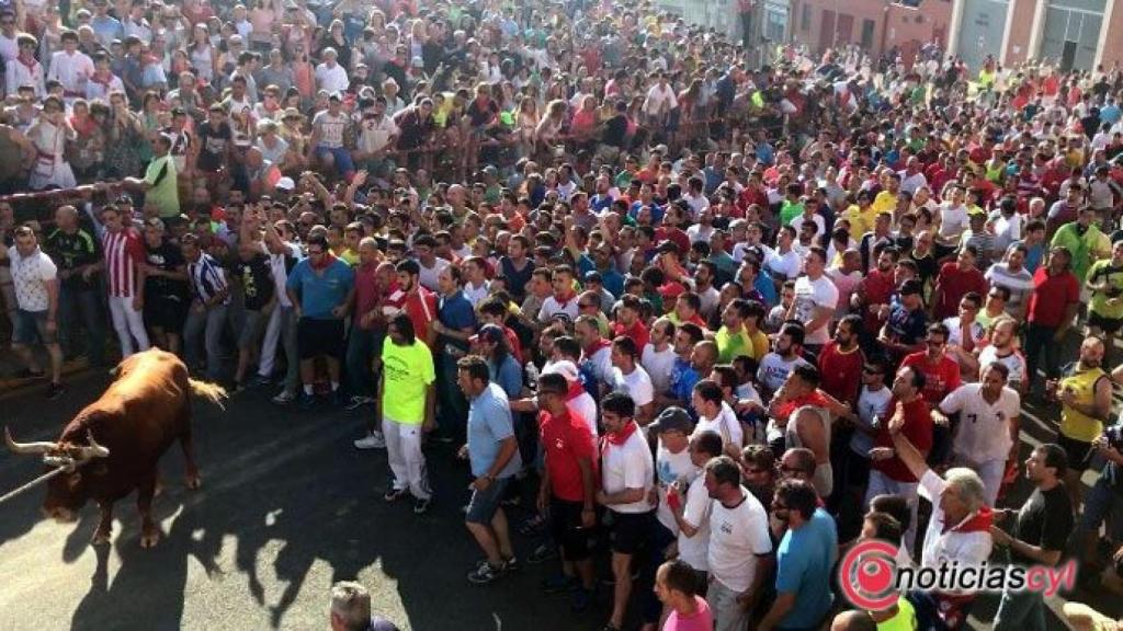 zamora benavente toro enmaromado (4)