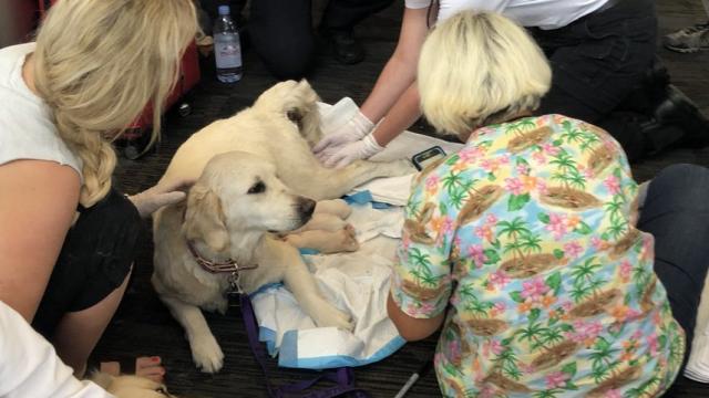 Una perro guía da a luz a ocho cachorros en pleno aeropuerto