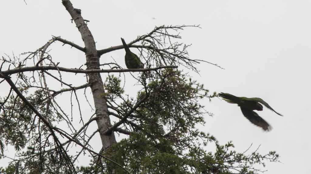 Cotorras argentinas alzan el vuelo en el parque Tierno Galván de Madrid.