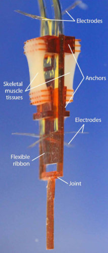 robot musculo 1