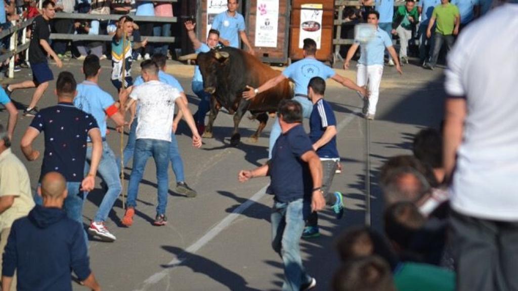 toro feria encierro medina del campo 20