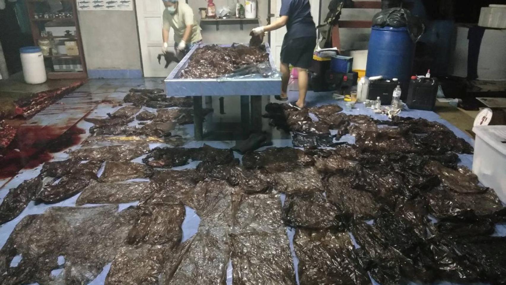 Las 80 bolsas de basura recuperadas del estómago de la ballena en Songkhla, Tailandia.