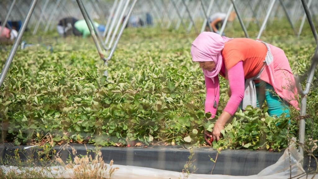 Una jornalera marroquí trabajando en una plantación fresera de Huelva.