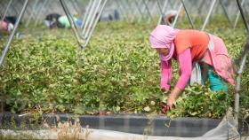 Una jornalera marroquí trabajando en una plantación fresera de Huelva.