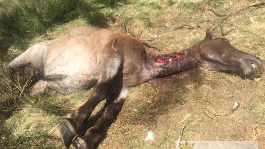 Una yegua matada por Goiat en Bausen.