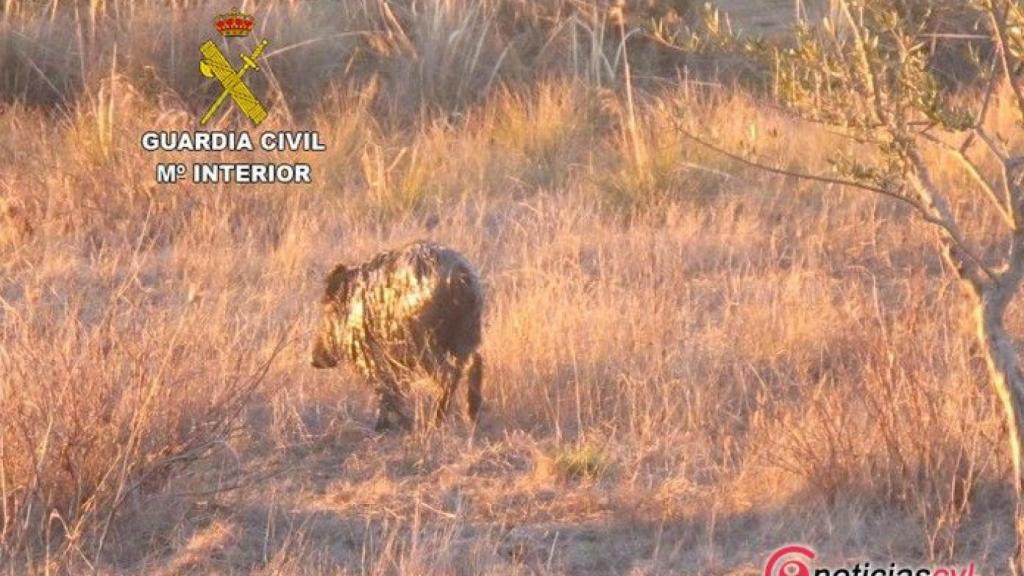 Zamora guardia civil rescate jabali 2