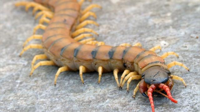 Scolopendra cingulata.