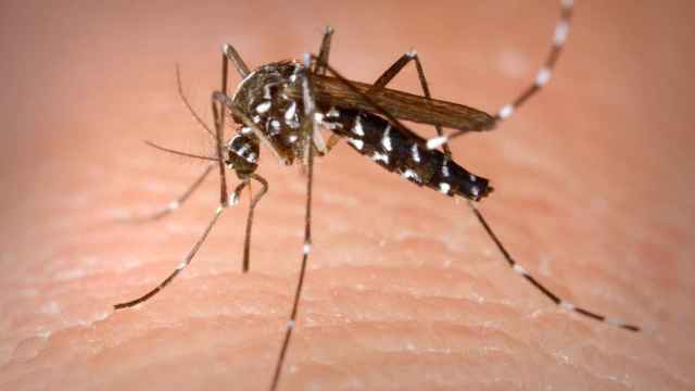 El mosquito tigre o 'Aedes albopictus'.