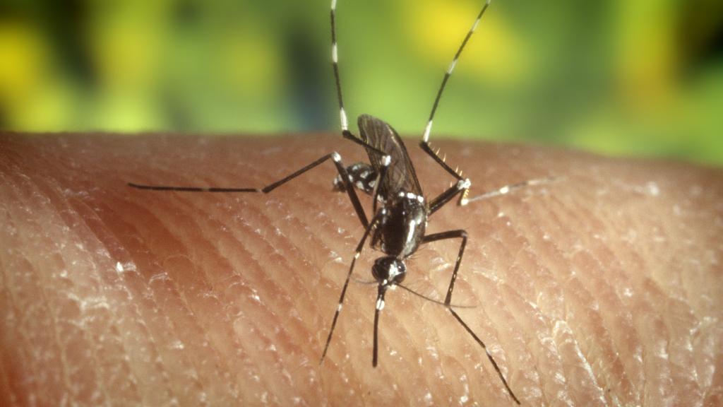 Un mosquito tigre o 'Aedes albopictus'.