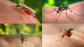 Los mosquitos son los animales más mortíferos del planeta, según la OMS.