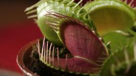 Venus atrapamoscas (Dionaea muscipula)