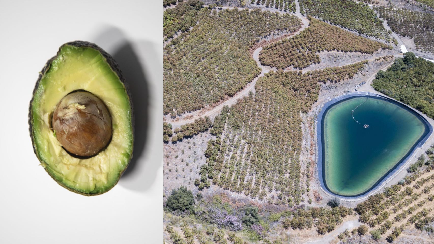 Los aguacates se cultivan en la provincia de Málaga. Hay campos y campos.