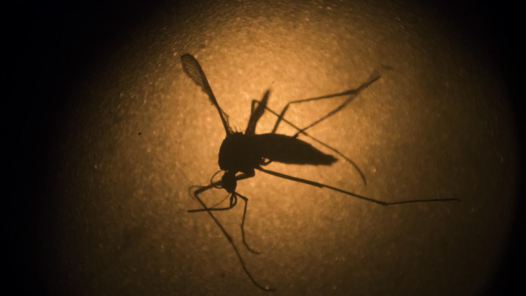 El Aedes aegypti, el mosquito responsable de contagiar el zika.