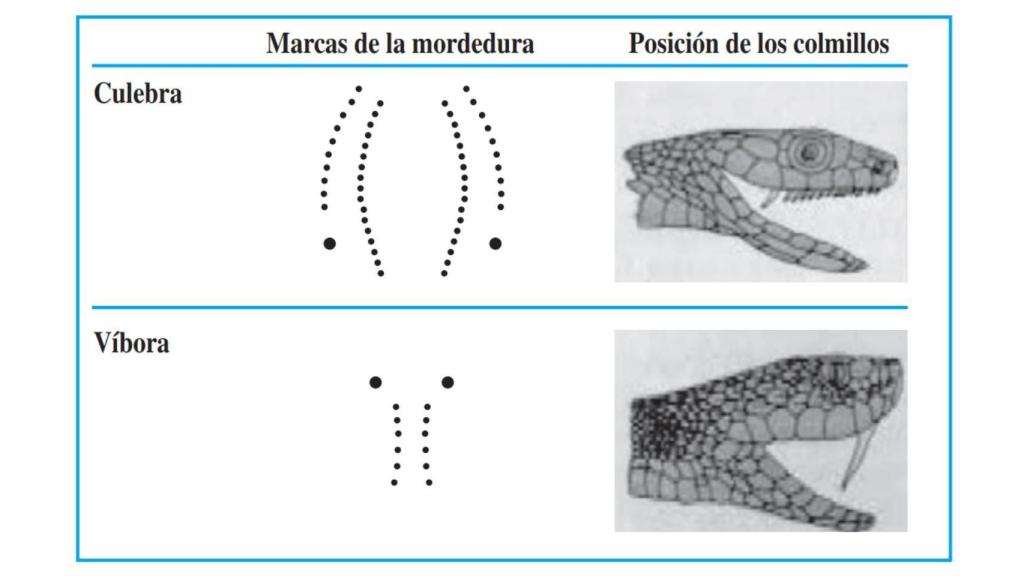 Diferencia entre la mordedura de culebra y víbora.