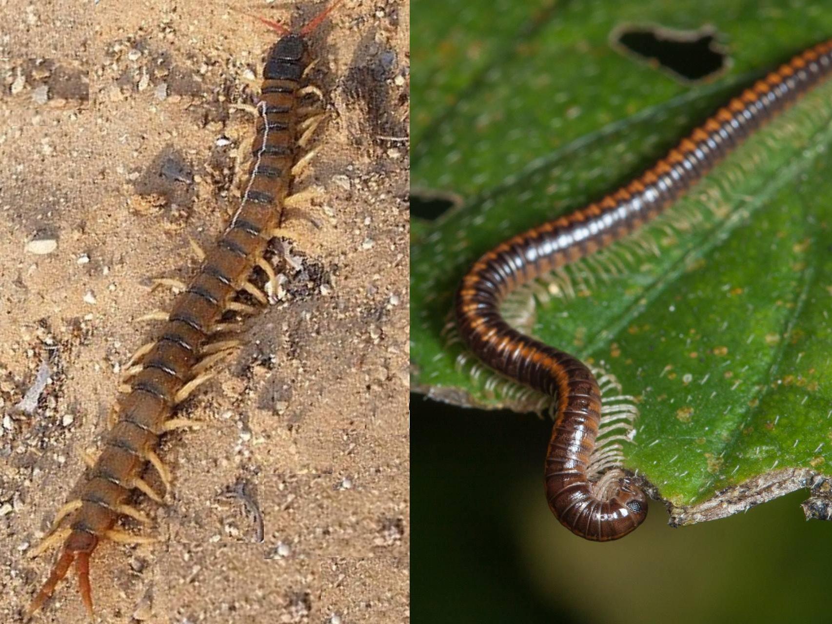 Culebra o víbora? ¿Milpiés o escolopendra? Aprende a distinguir los  animales peligrosos