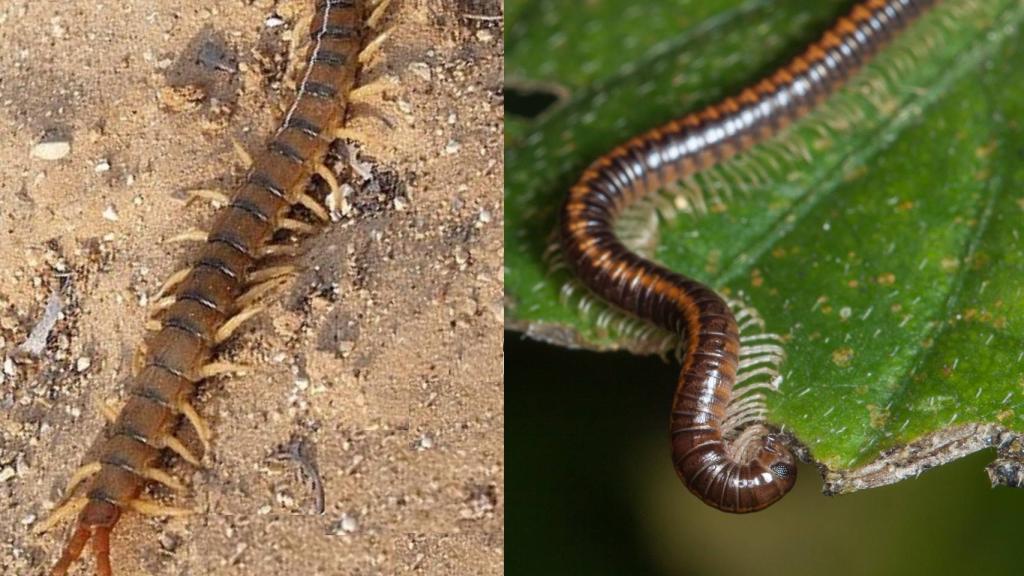 A la izquierda, la escolopendra (Foto:  Eran Finkle). A la derecha, el milpies (Foto: Javier Merino García)