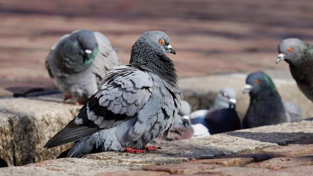 Las palomas que se escuchan desde su casa le han inspirado el tema.