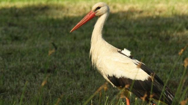 Una ONG coloca un GPS con SIM a una cigüeña y recibe una terrible factura