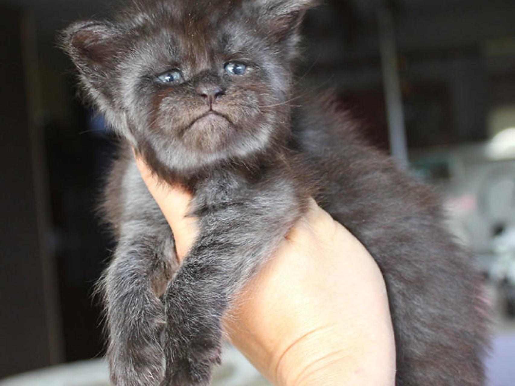 La gata con rasgos humanos que puede enamorarte o darte pánico