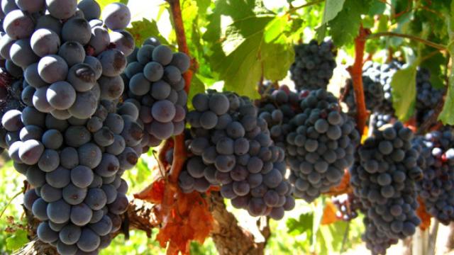 garnacha_priorat
