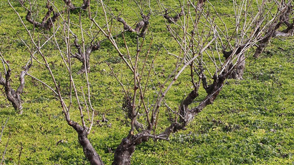 regional-campo-cultivo-vinedo