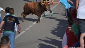 toro feria encierro medina del campo 11