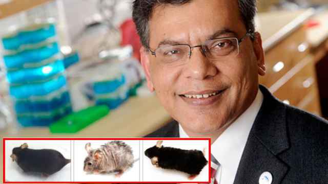 El doctor Keshav Singh y sus ratones, envejecidos prematuramente y posteriormente restaurados.