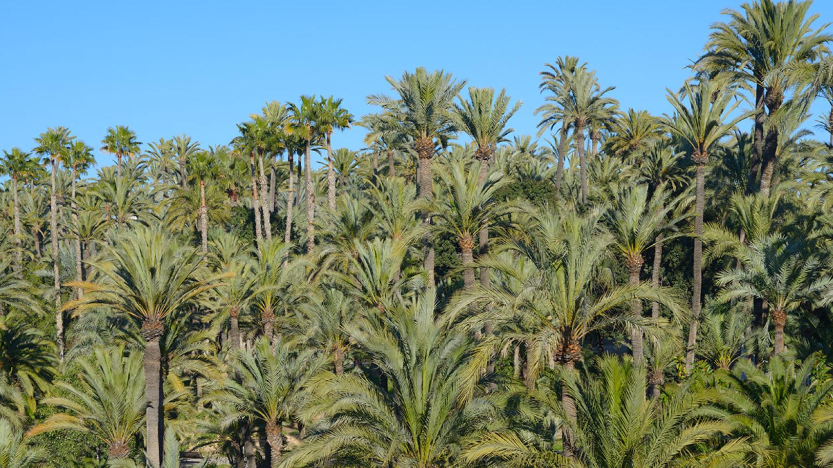 El palmeral de Elche.