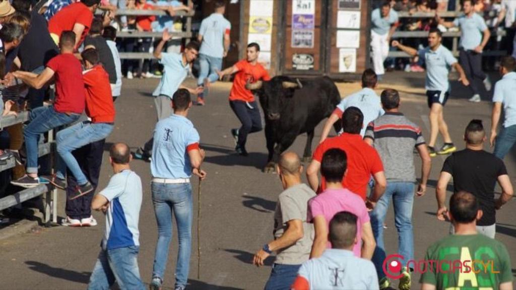 toro de la feria medina del campo 9