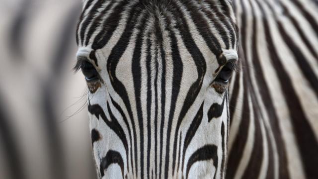 Un zoo pinta rayas a un burro para que parezca una cebra