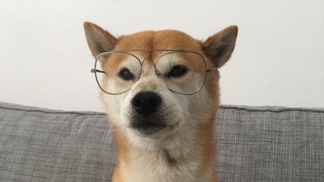 El perro que es catedrático en la Universidad de Pomperru Fabra.