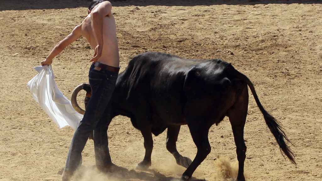 Manuel Rodríguez torea con una camisa una vaca vieja