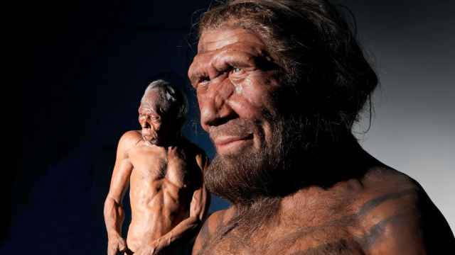 Modelo de homo sapiens (a la izquierda) y neandertal (a la derecha).