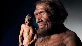 Modelo de homo sapiens (a la izquierda) y neandertal (a la derecha).