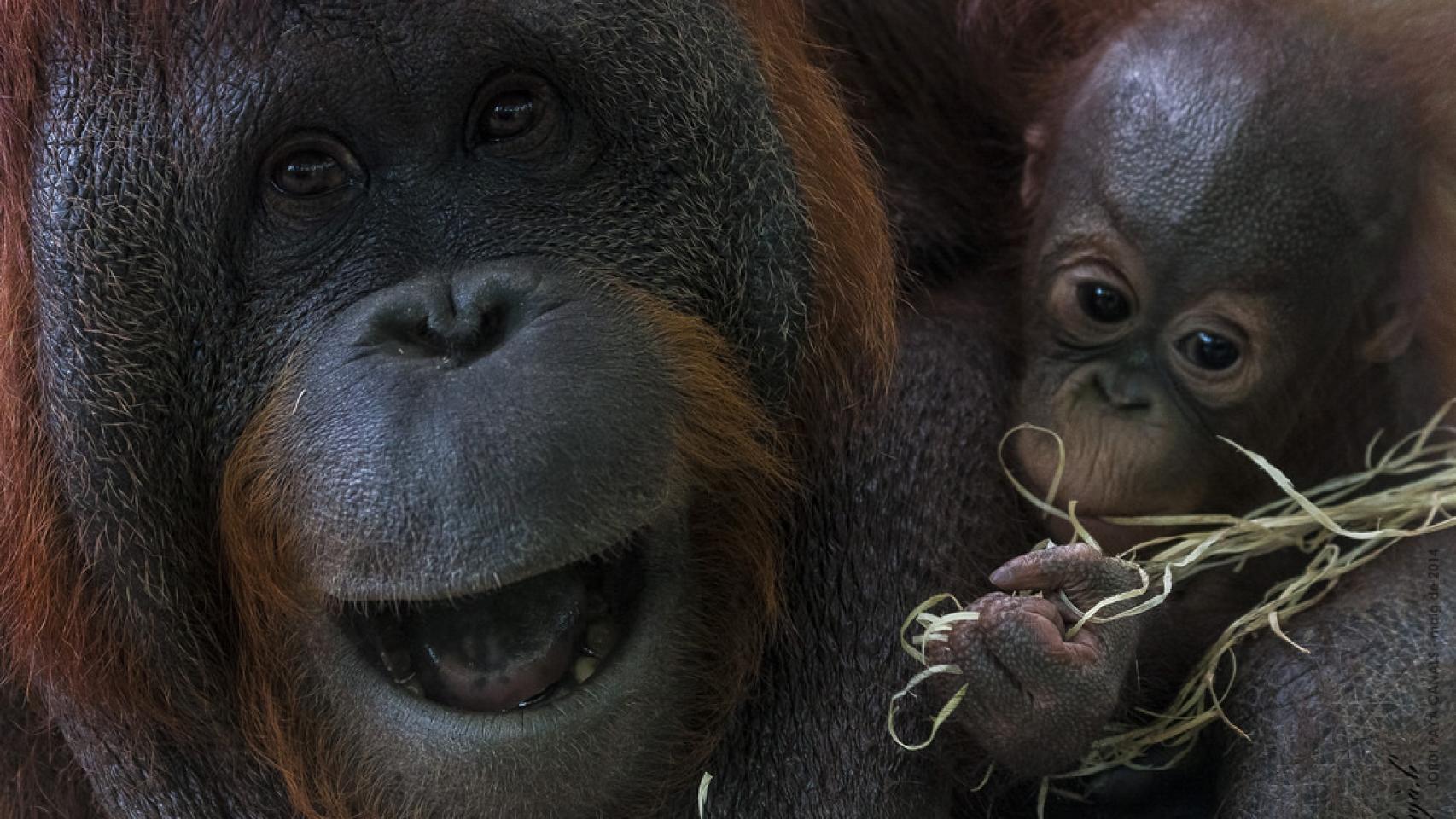 Ocho meses y medio de embarazo y tres años de dependencia: ¿orangutana o  humana?