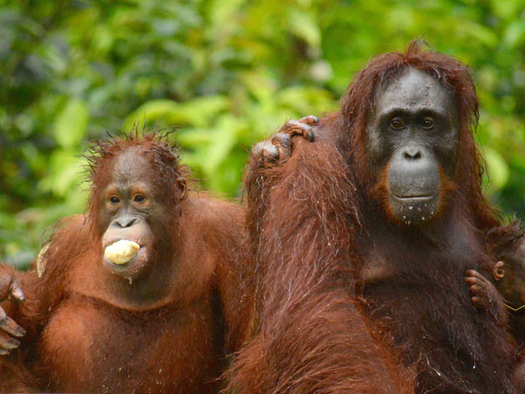 Ocho meses y medio de embarazo y tres años de dependencia: ¿orangutana o  humana?