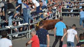 toro feria encierro medina del campo 9