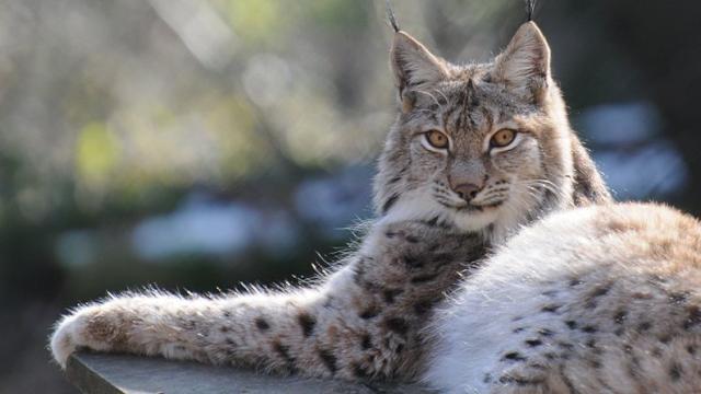 Un lince europeo o 'lynx lynx'.