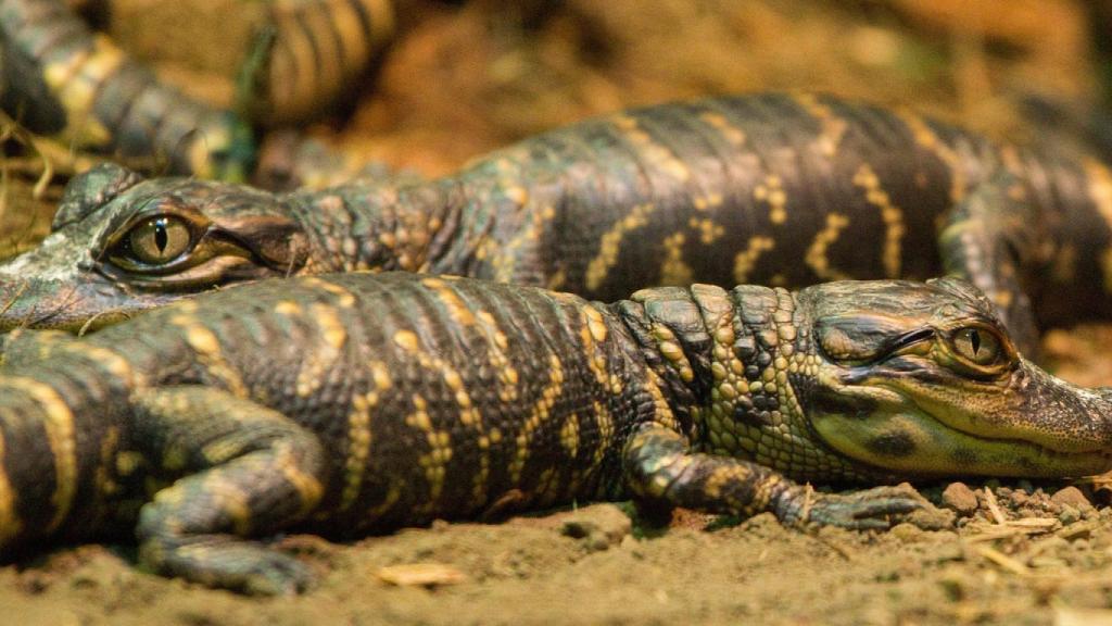 El 80% de las crías pueden acabar en los estómagos de aves zancudas, mapaches, nutrias o de otros reptiles.