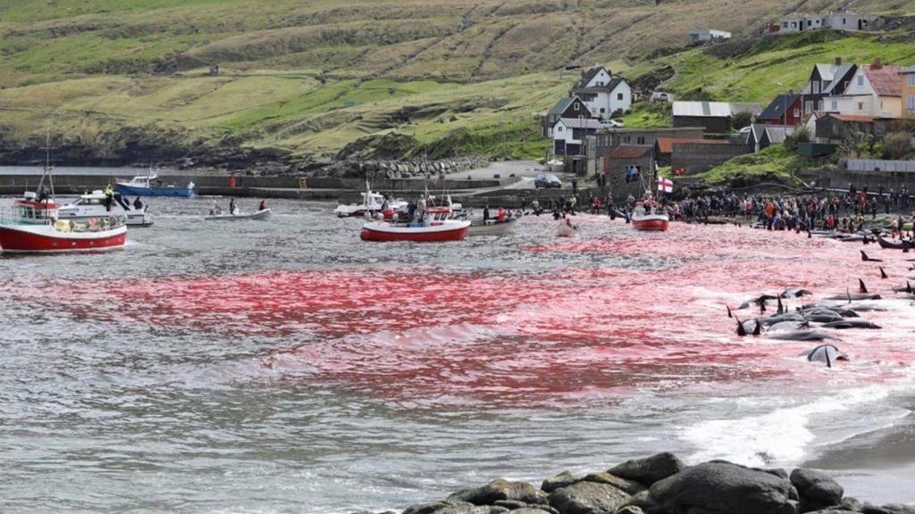 Los barcos pesqueros empujan a los cetáceos hacia las costas