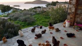 La casa tiene vistas al mar Egeo y viven en ella 55 gatos.
