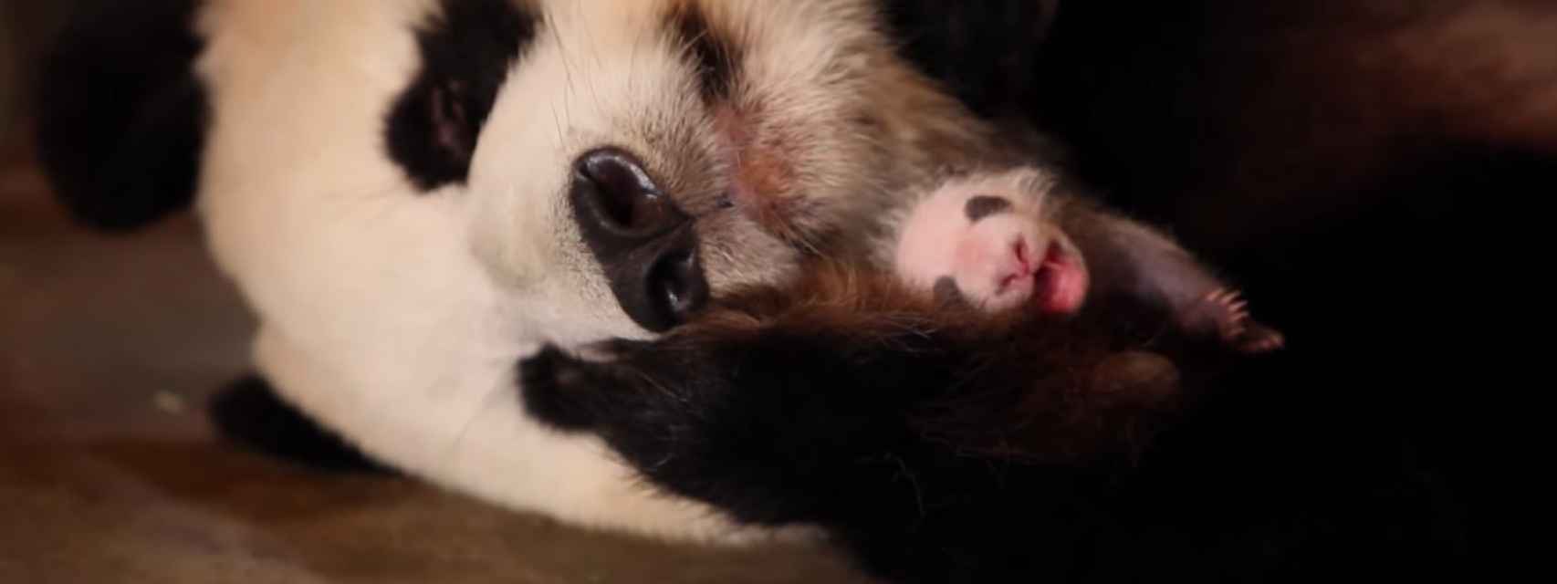 Esta mamá panda no sabe que tiene dos crías, pero es por una buena razón