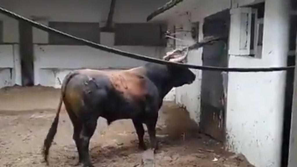 La fuerza del toro bravo: así destroza este miura un portón de los corrales de Bilbao