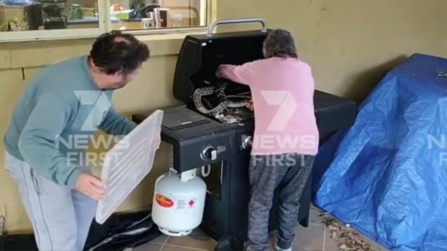 Una abuela saca a dos pitones de una barbacoa como si fueran dos perritos